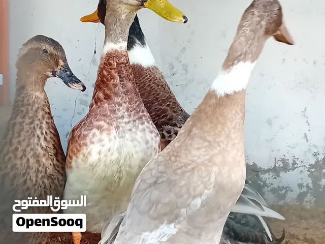 بط زوز انتهيات وزوز دكور قاعد صغير قريب علي دحي