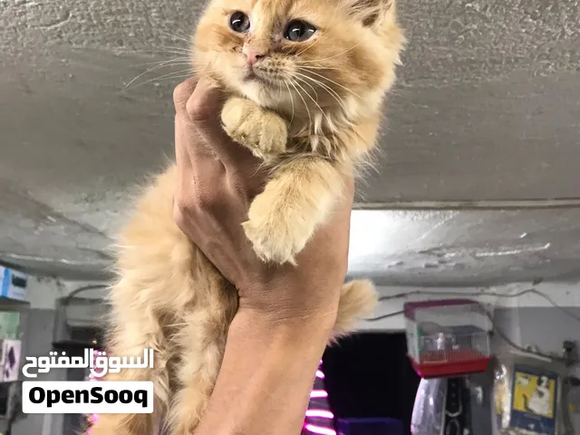 قطه بيرشن اورنج شهرين لعبيه جدا ومتعوده عاللتر بوكس وجاهزه لبيتها الجديد