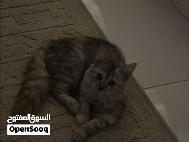 قط شيرازي  تسع شهور