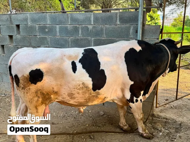ابقار و عجال هولنديات اصل بيور