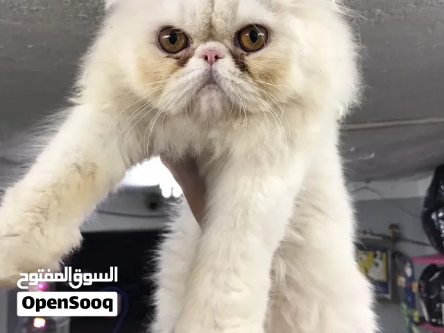 دبدوب بيرشن هملايا زرار وايت اورنج عمره 6شهور بأقل سعر و مستعد لبيته الجديد متاح توصيل