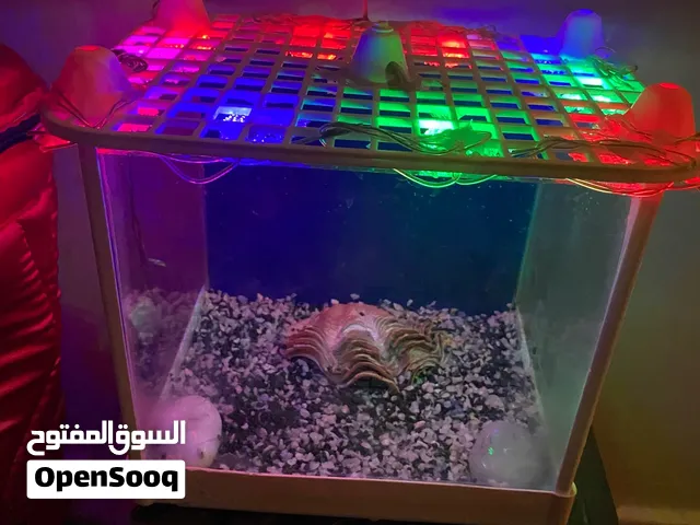 حوض سمك ميني صغير.. اقرأ الوصف