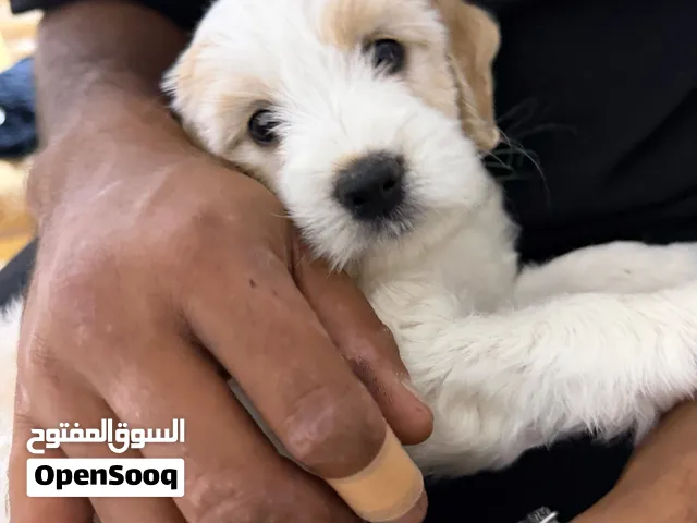 Girl&boy mixed cocker puppies   كوكر ميكس جريفون ولد و بنت جراوي