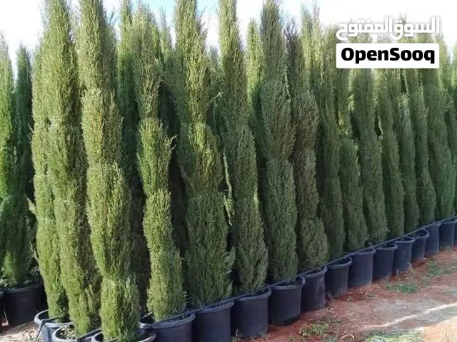 سرو عامودي ايطالي نخب اول جولد ستار ايطالي نخب اول و لايلندي ايطالي نخب اول و زنزلخت ايطالي نخب اول