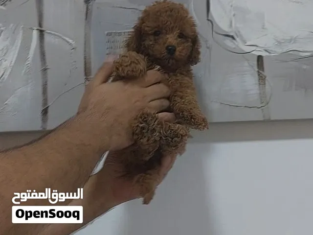 متوفر جراوي توي بودل لون احمر TOY POODLE PUPPIES AVAILABLE