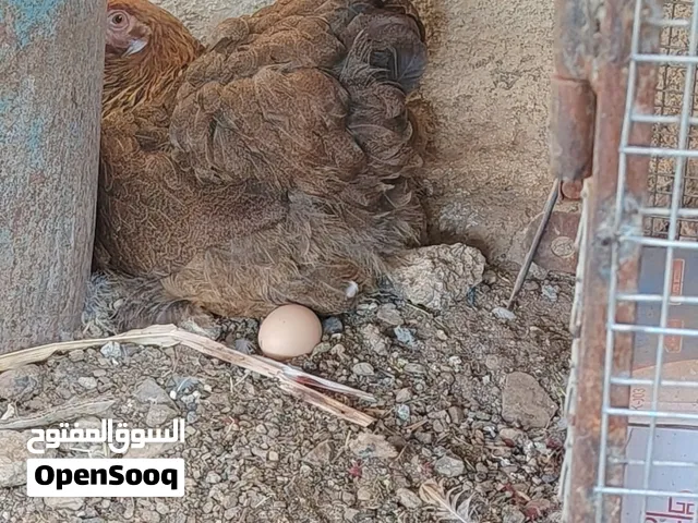 بيع دجاج براهما العملاق وصفرد باكستاني