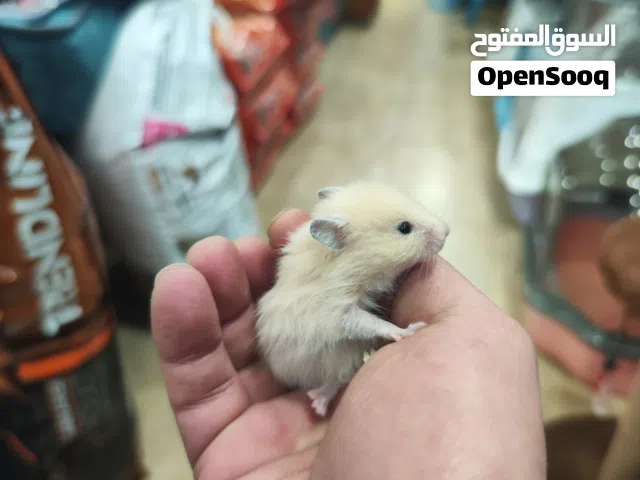 هامستر مطعم انتاج مزارع وبر خفيف