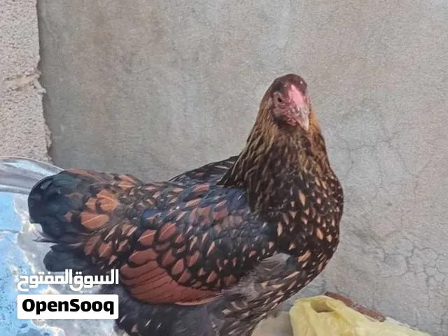 وايندوت الذهبي المطوق (Golden Laced Wyandotte