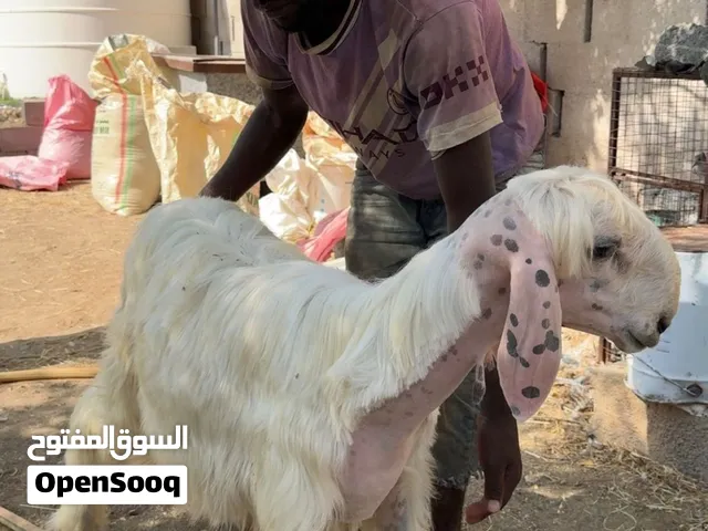 حمل نجدي  بييور