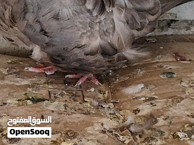 حمام كشكي نضيف جدا للبيع