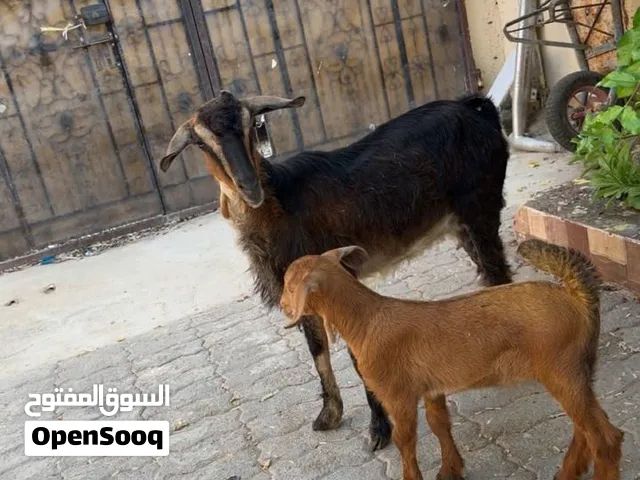 حلال طيب اقرا الوصف تحت