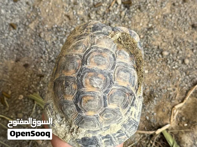 للبيع وللبدل سلحفاه ماشاءالله حجم زين الون حلو مطلوب فيه ب50