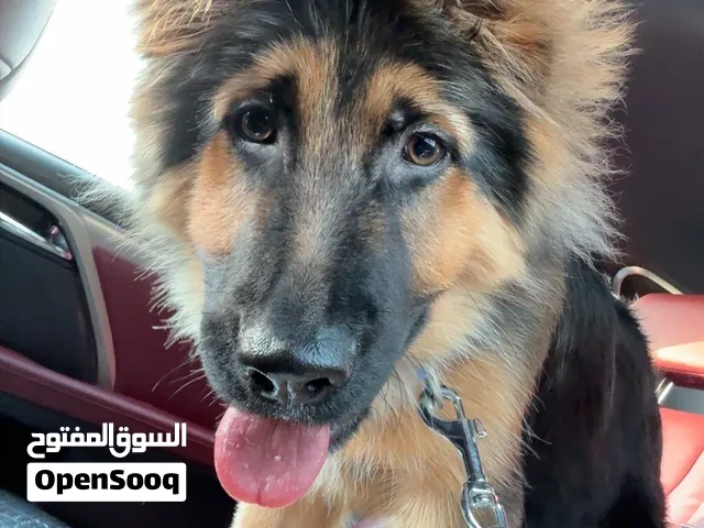 German Shepherd, long hair