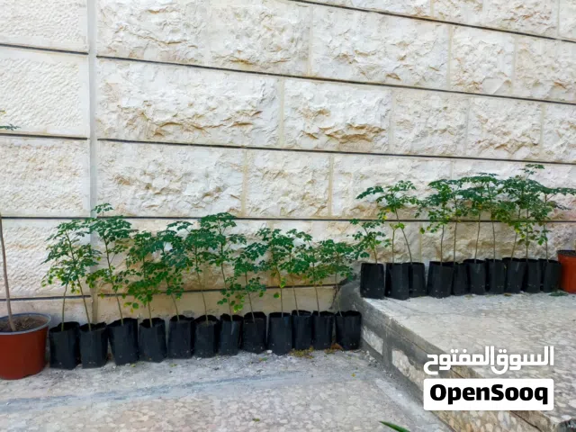 شتلات المورينجا الوفيرا الهندية الاصل شجرة الكنز وشجرة الحياة صيدلية متكاملة في المنزل