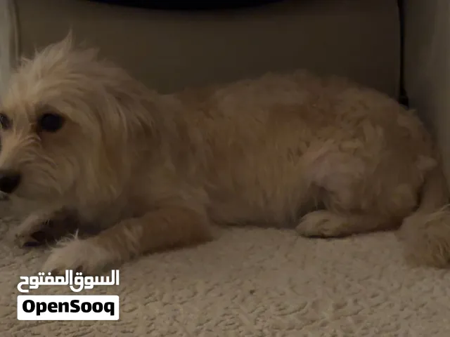 كلب مالتيز