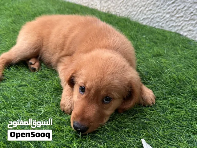 للبيع – Golden Retriever