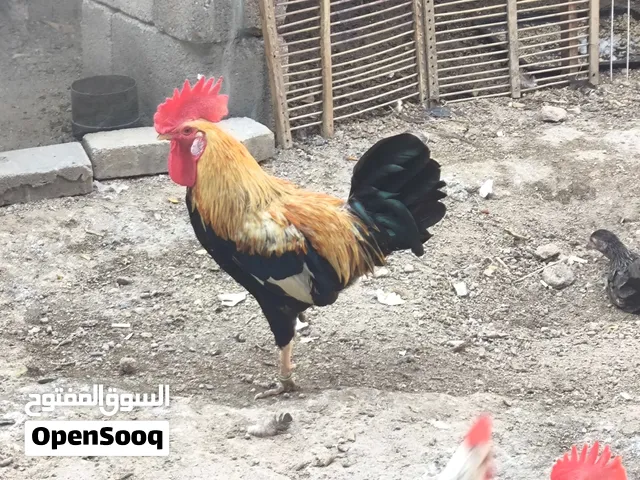 ديج كويتي ويا 3 ديوج دندراوي فواتح خط اول ويه 3 دجاجات 2 دندروايات فواتح خط اول وحدة عربية