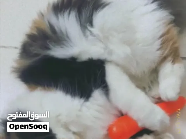 قطه شيرازي