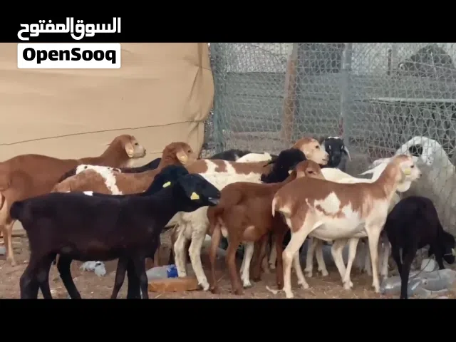 للبيع صومالي برشن بيور العدد 17 للبيع حباصي العدد 18