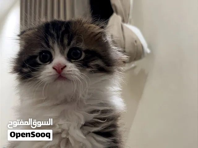 قط سكوتش فولد