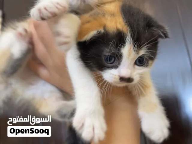 Scottish fold kittens