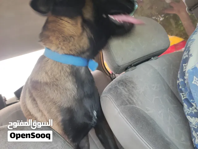 كلب بلجيكي