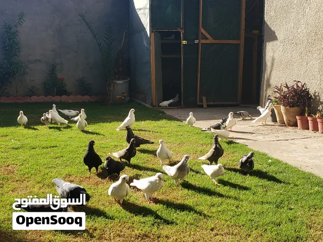 ارافل قجم!
