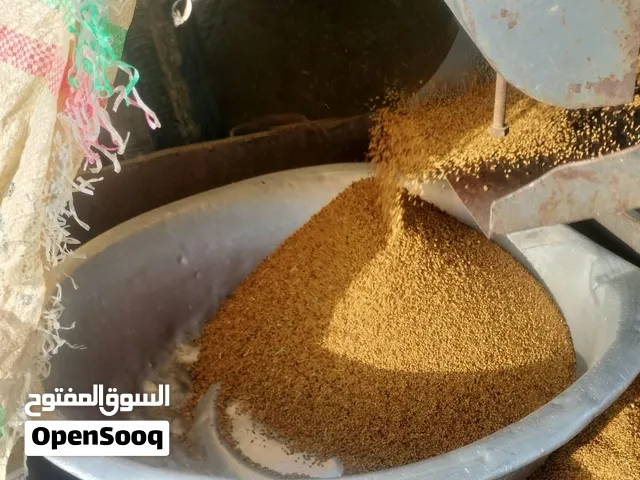 بذر قت مضمون
