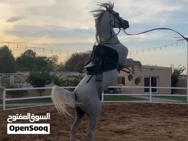 خيل للبيع العمر 6 سنوات