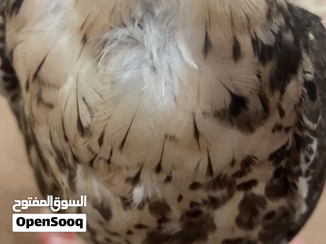 السلام عليكم موجود وجري شاهين الجاد حيّاه الله حط سعرك وا فالك طيب الطير ناقصه كم ريشه مع الوقت بطلع