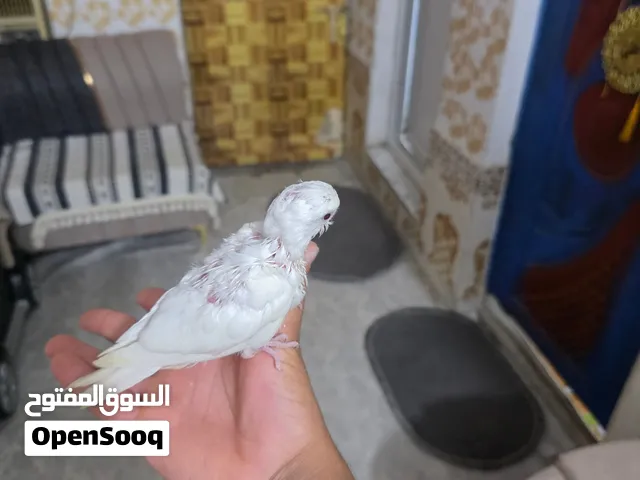 زوج كوكتيل البينو عين حمره بداية فطام