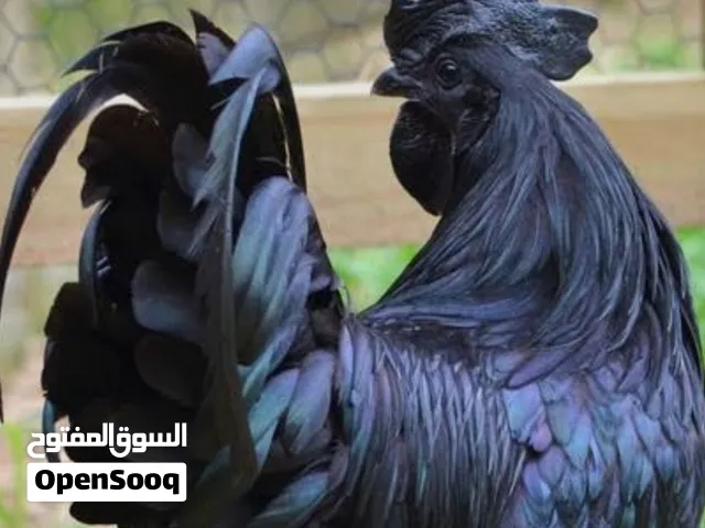 الدجاج ايام السيماني