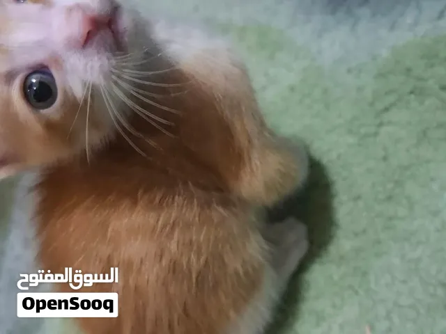 كيتن عمر شهر