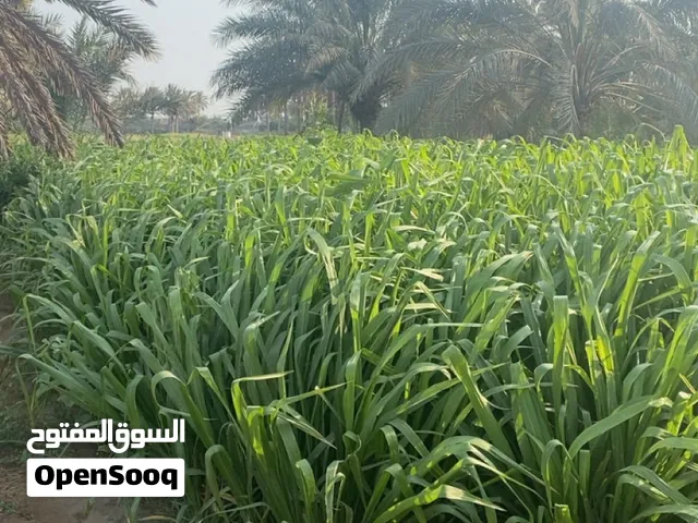 يتوفر مقطاع شهري او يومي بونيكام
