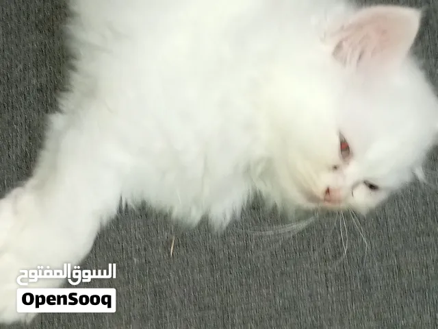 قطط صغيرة عمرها شهرين