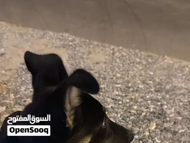 جيرمن مكس نضيف بحاله جيده جداً