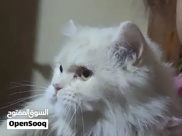 قط شيرازي للبيع