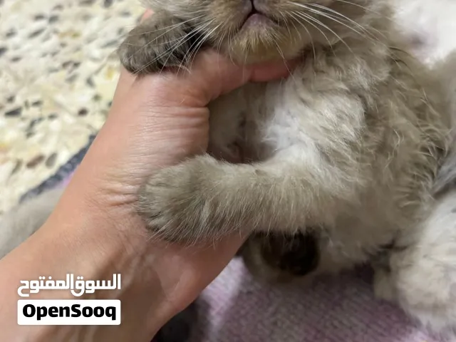 كتن هملايا بيور عمر شهرين