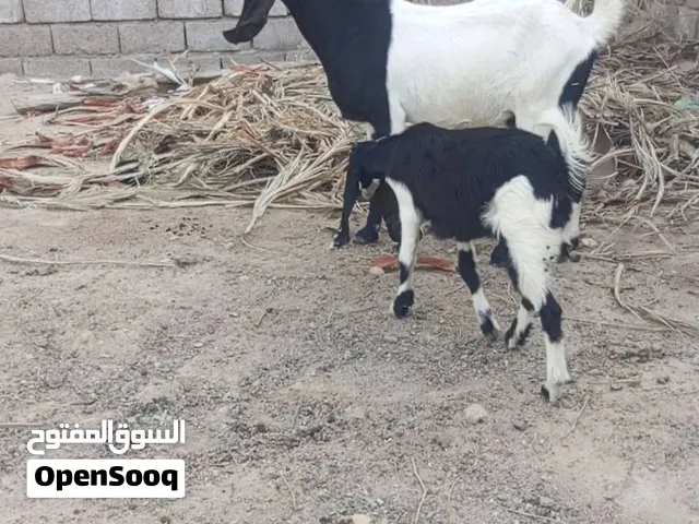 يا الله للبيع صخله ضروبت افقاني فول خشونه وراه نثيه تخبل حيوانه خشنه مالت جناي علوه 5 بلوكات اله ال