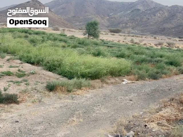 مزرعة الايجار