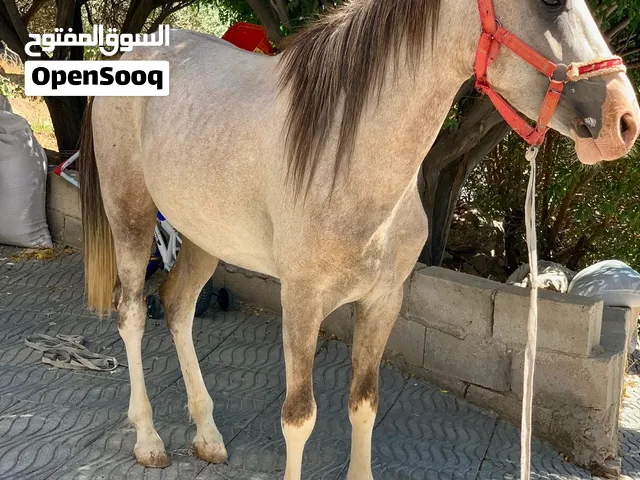 حصان العمر 3 سنوات نخب اول