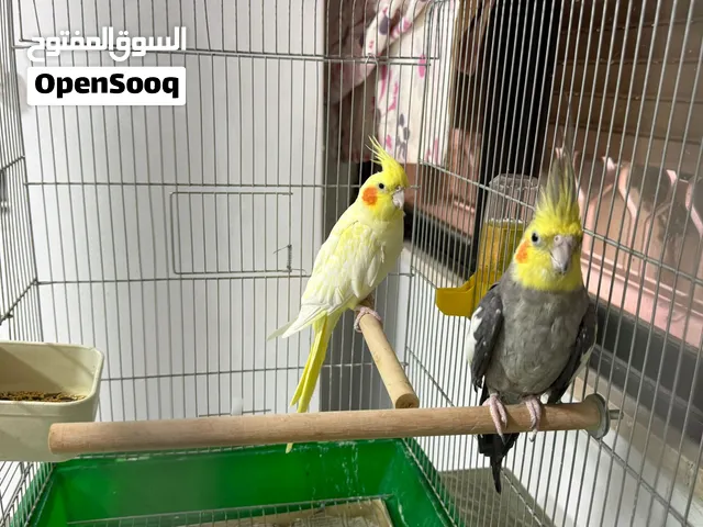 طيور كوكتيل للبيع