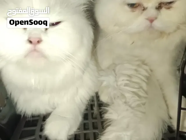 2 cute cats