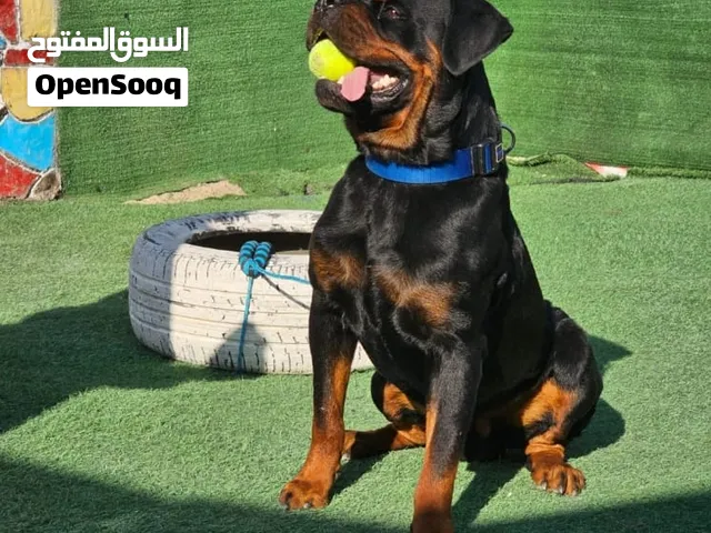 for mating only   كلاب مستويات واضحه للتزاوج فقط