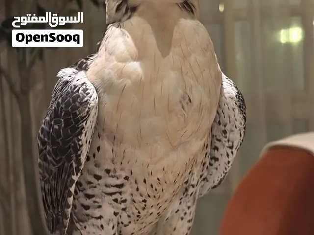 جير تبع للبيع بكر