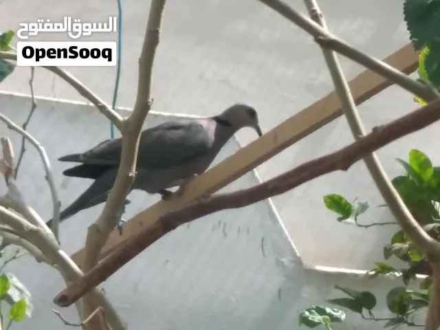 للبيع ازواج يمام انواع مختلفه و منتجه