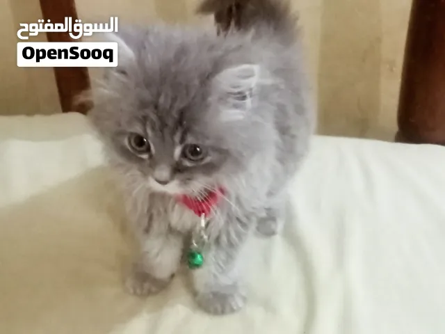 قط شيرازي عنده شهر ونص للبيع