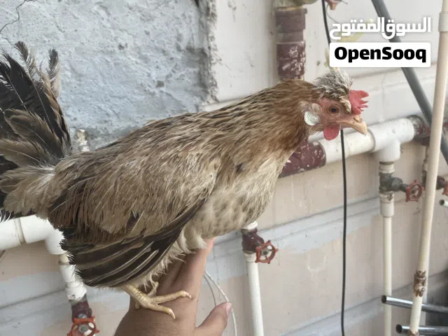 للبيع  دجاج ب 15