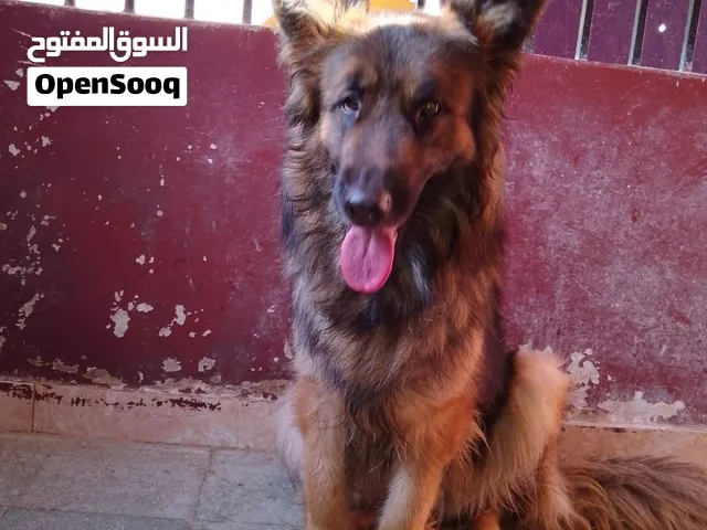 نتايه جيرمن لونج هير