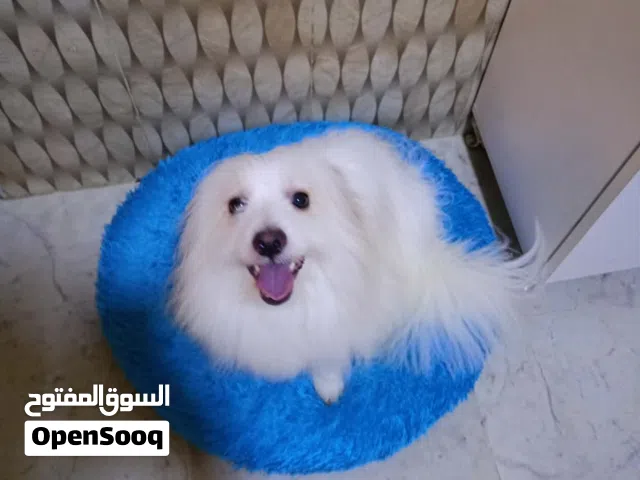 عمر اربع سنوات و ثلاث سنوات